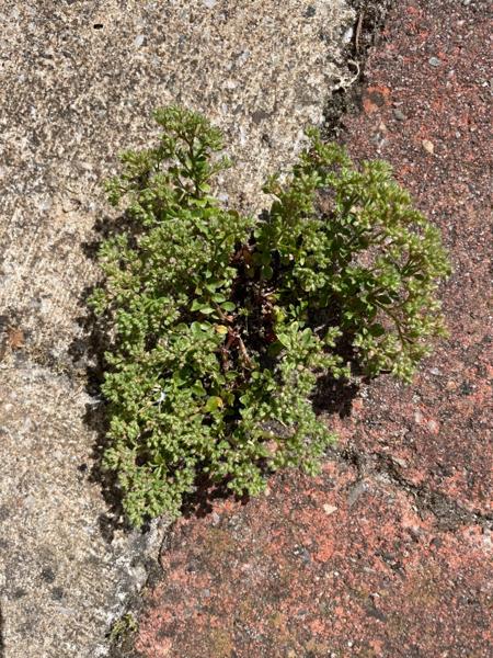 Kransmuur (Polycarpon tetraphyllum)